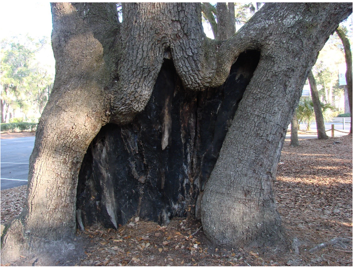 First Presbyterian Live Oak