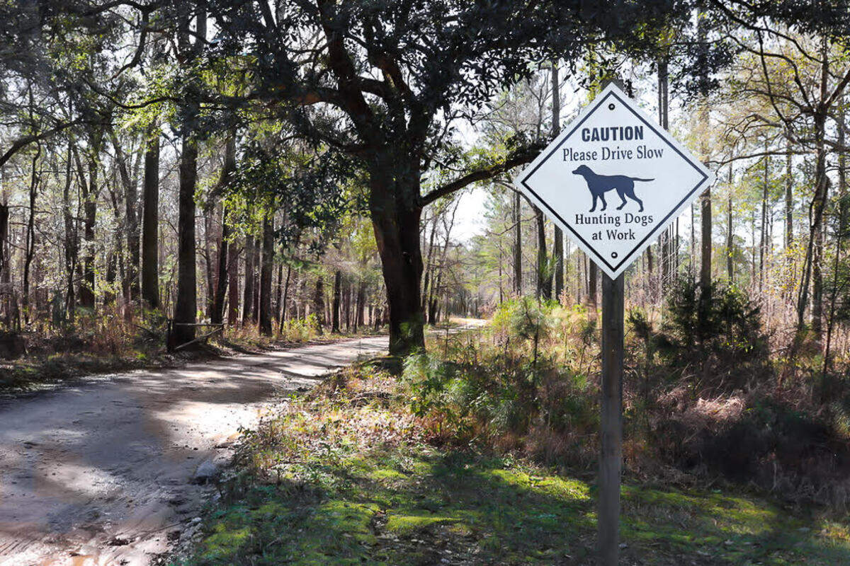 During hunting season, the areas are open to hunters, who frequently use trained hunting dogs. This ancient practice is popular in South Carolina and is one of many outdoor opportunities available in the managed lands.