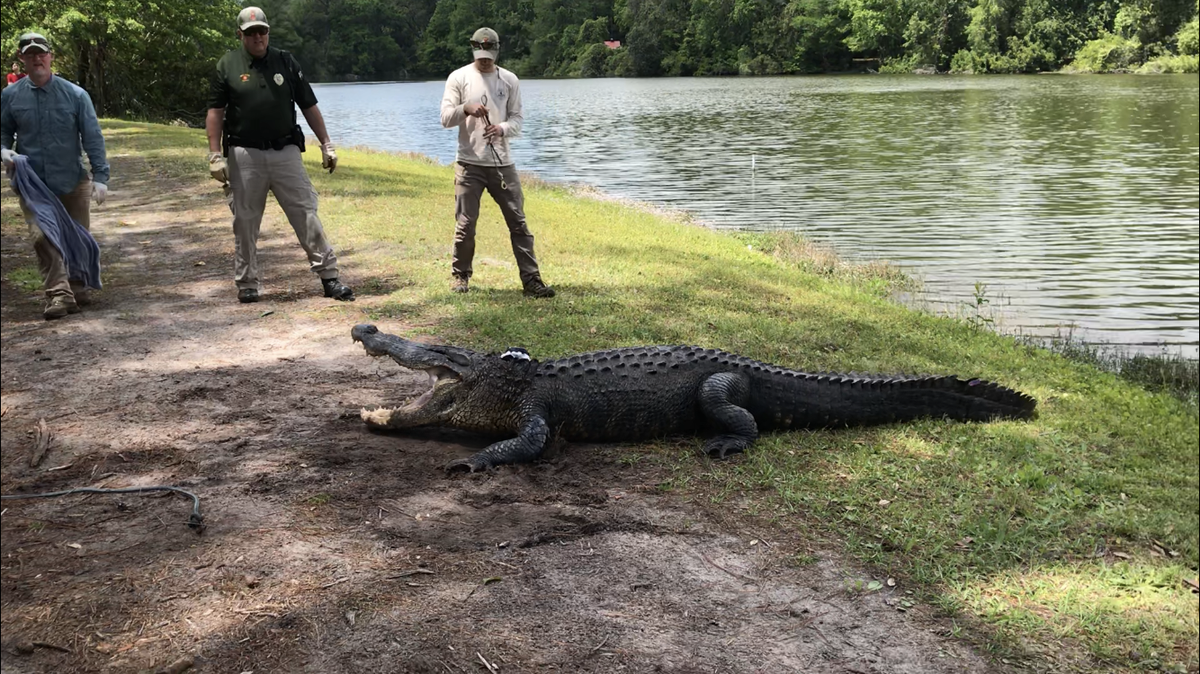 Alligators like this massive male in Hilton Head Island that is more than 11 feet long, weighs more than 250 pounds and is about 37 years old will be available for public hunting beginning in September.