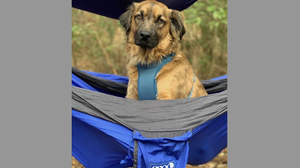 The votes are in. Meet the reader-voted cutest dog in the SC Lowcountry!