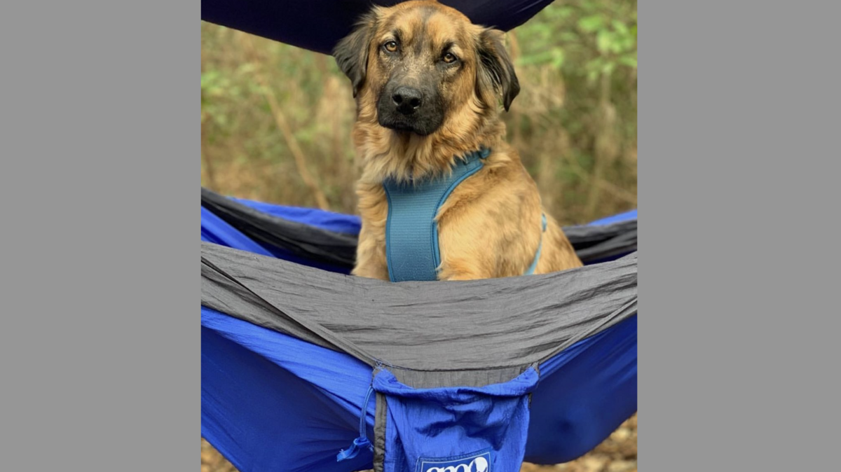 The votes are in. Meet the reader-voted Cutest Dog in the Lowcountry, Miller.