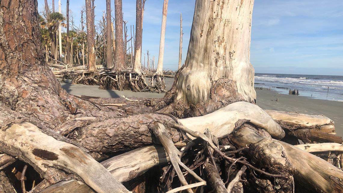 Why the destruction of Hunting Island’s tree boneyard was unforgivable | Opinion