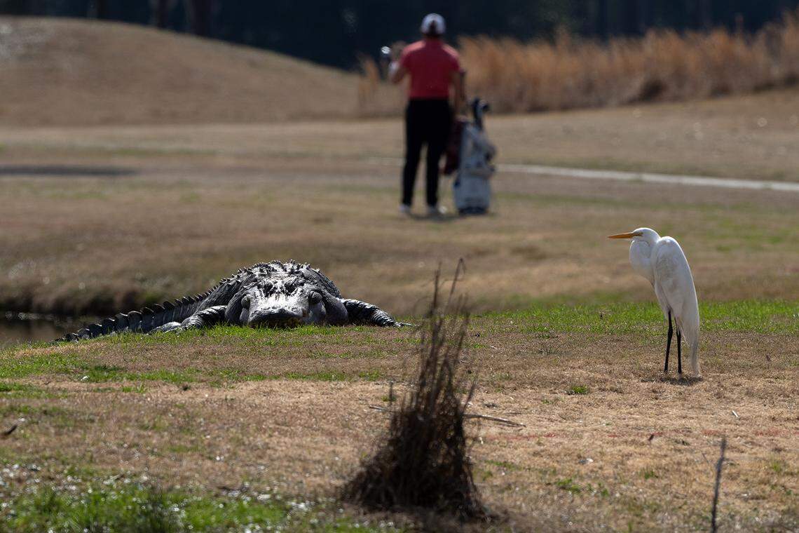 An alligator named Fred suns at The Legends Golf Course at Parris Island during the 2025 Armed Forces Golf Championship at Marine Corps Recruit Depot, Parris Island, S.C., Feb. 25, 2025.