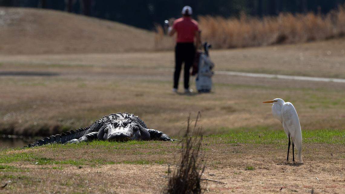 Monster gator named after ‘Munsters’ actor is star on Parris Island. ‘He goes where he wants’