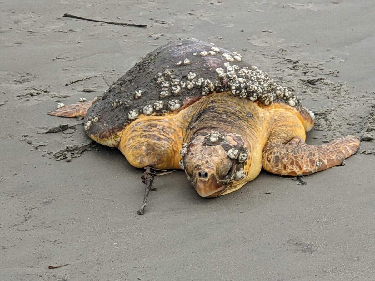 A roughly 20-year-old, 75-pound loggerhead, missing a front flipper, was stranded in a tidal pool on the north shore of Pritchards Island on Saturday, May 21, 2022, in Beaufort County.