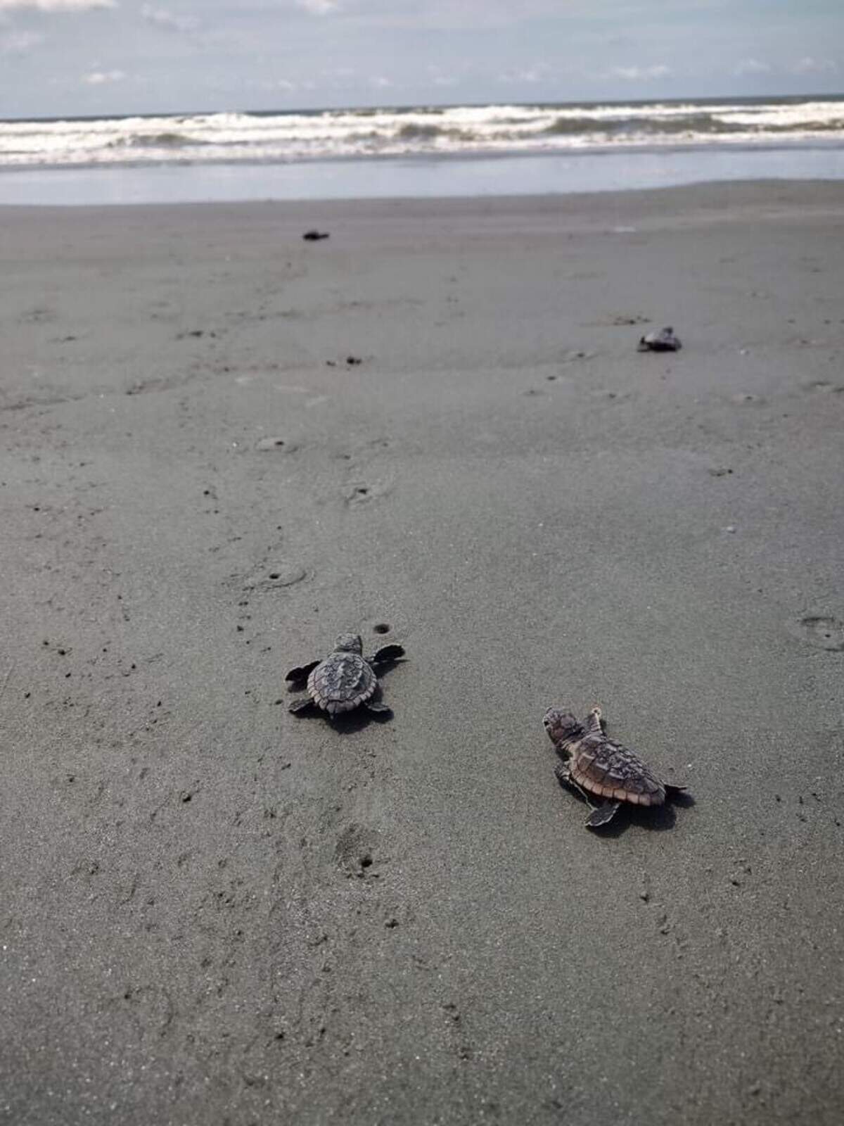Hatchlings head for the ocean on Prichards Island Sunday.