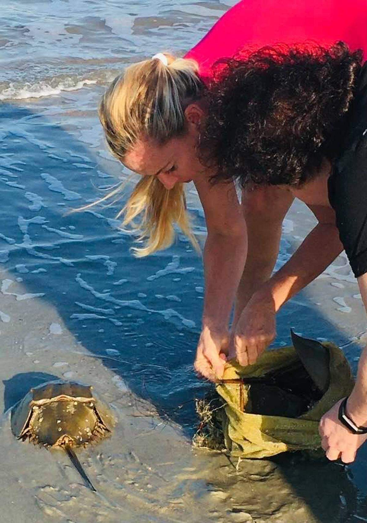 Elizabeth Skenes Millen and a stranger free three horseshoe crabs stuck in a bag on Hilton Head Island’s beach April 5.