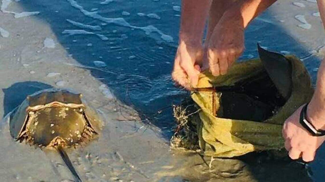 Hilton Head woman thought horseshoe crabs were mating. Then she noticed the plastic bag