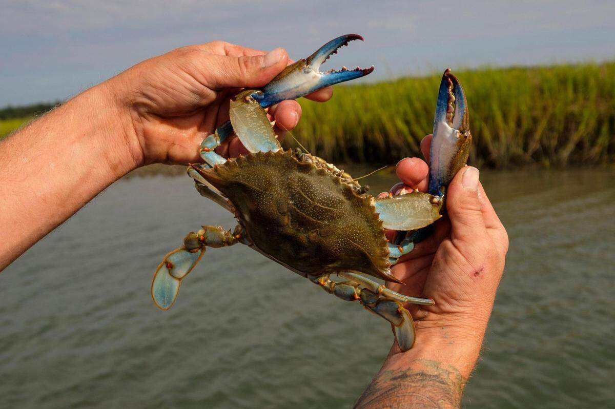 Toxic forever chemicals are being found in blue crabs, oysters and fish in South Carolina.