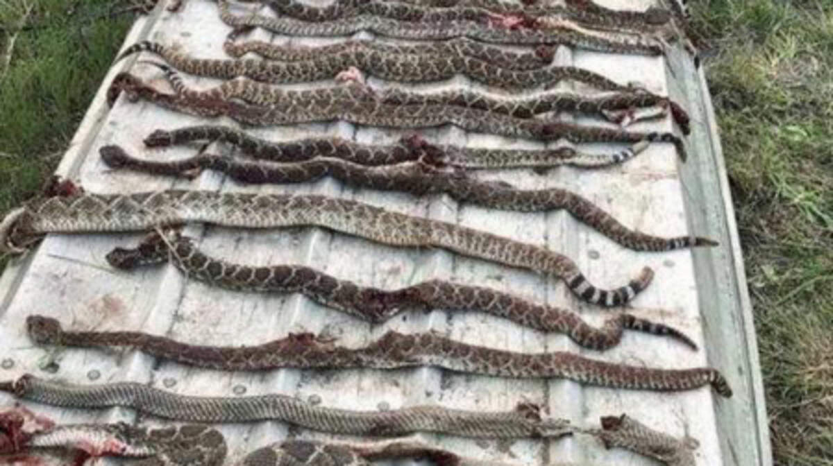 A den of rattlesnakes was dislodged from an abandoned building being demolished on private property.