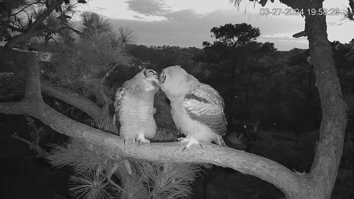 HH5 and HH6, great horned owls who live in the Raptor CAM nest, perched together on Monday, April 1, 2024.