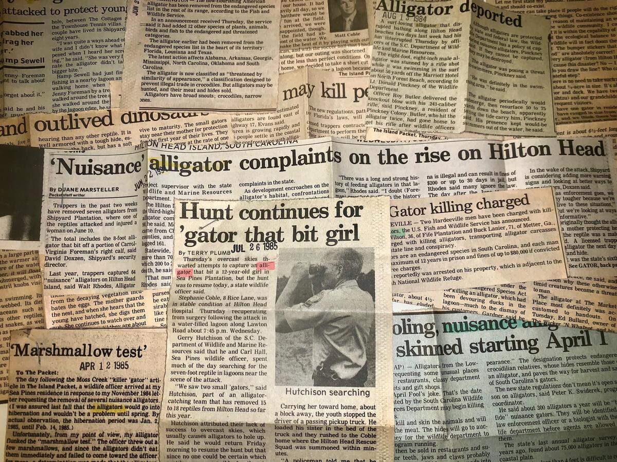 Alligators have made headlines for decades in the Island Packet and Beaufort Gazette newspapers.