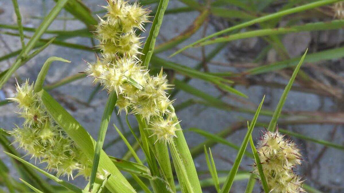 Sandburs grow near dunes and in dry fields, roadsides, waste areas, and other disturbed habitats.