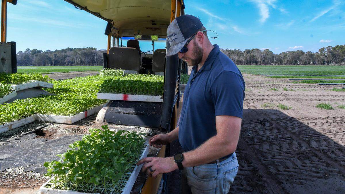 Cal Hucks, head of growing and operations, explains how seeded watermelon plants or “pollinator plants” are planted with the seedless variety. “It’s one of these for every three of the others,” Hucks said on Feb. 25, 2025 at Coosaw Farms on St. Helena Island.