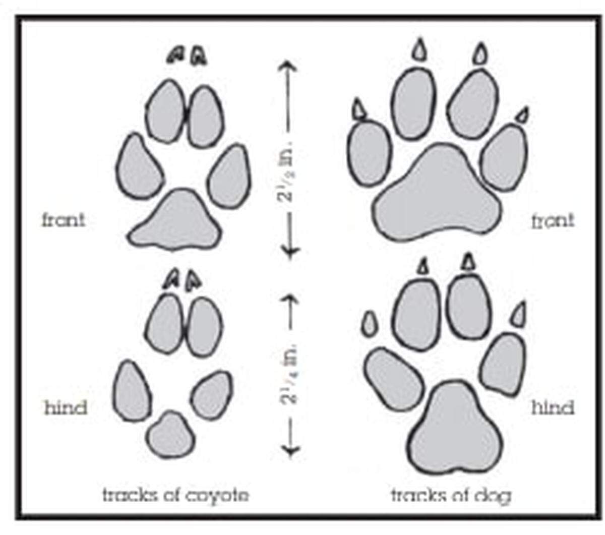 A visual representation of the differences between normal dog tracks and coyote tracks.
