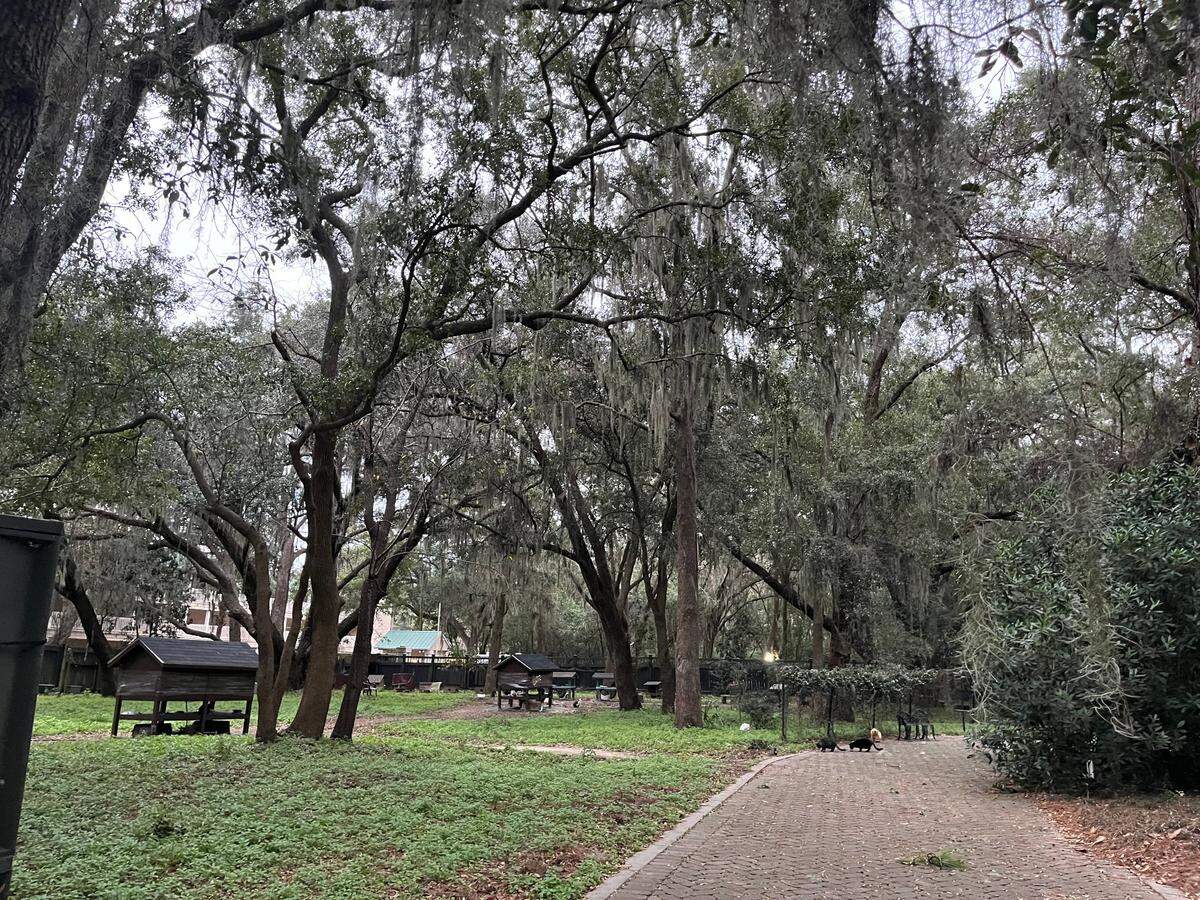 All About Cats sanctuary in Hilton Head Island