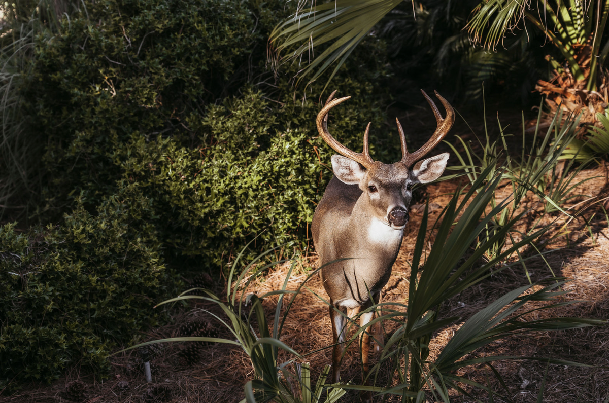 On Leah Watt’s family vacation on Fripp Island, a lone buck came around their rental house each night. 