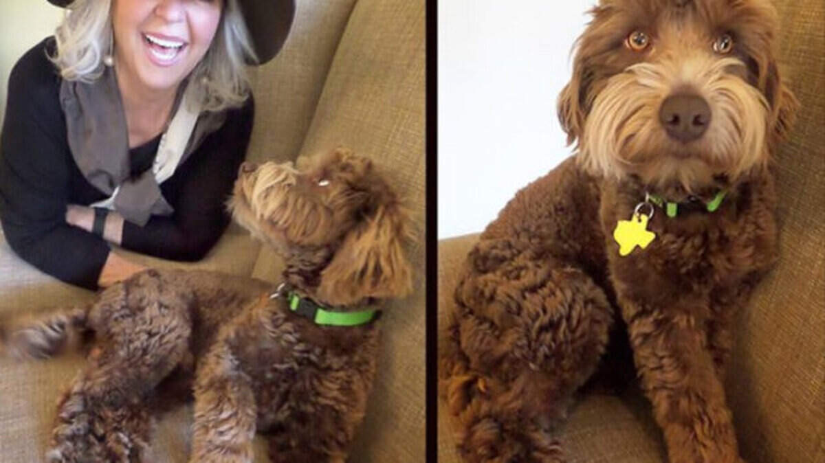 Paula Deen's new goldendoodle dog, to be named either Max, Beau or Rex depending on Facebook fan voting.