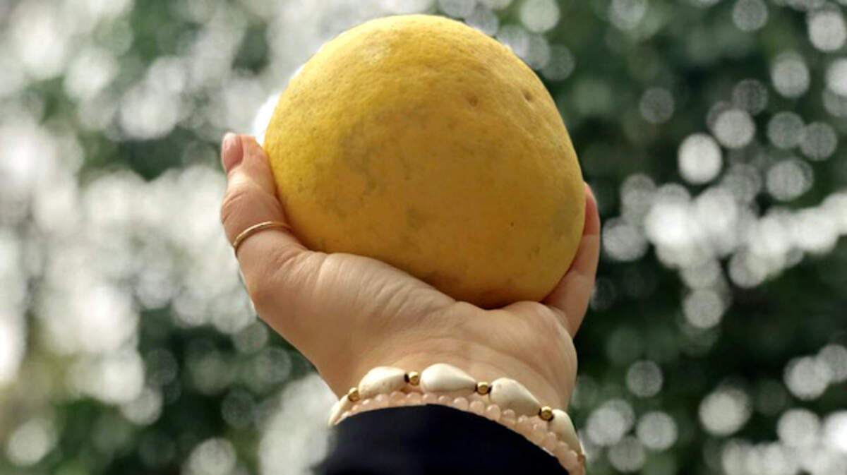 Cheryl Tanner holds a fresh, just-picked grapefruit from Ruth Fleming’s grapefruit tree.