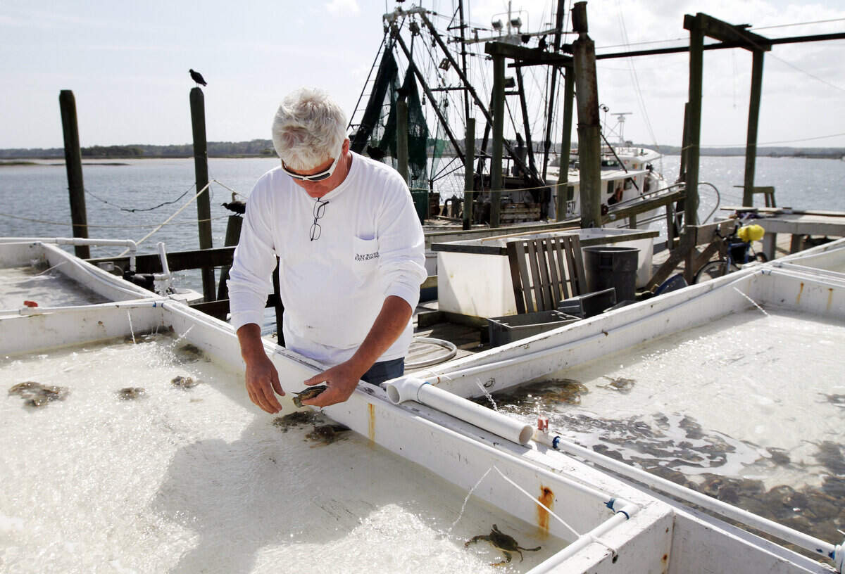 Larry Toomer, Mayor of Bluffton and owner of Bluffton Oyster Company, inspects a tank of molting crabs in this file photo from 2015.