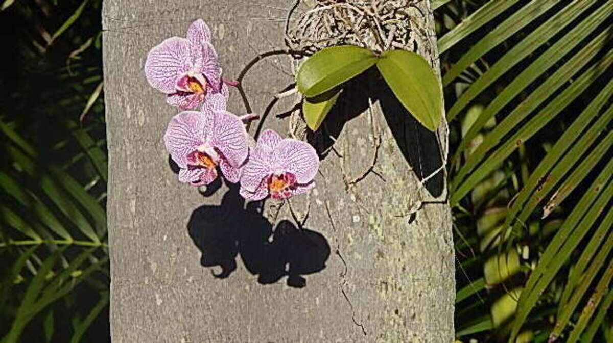 An orchid grows on a tree in Jupiter, Fla., on Valentine's Day.