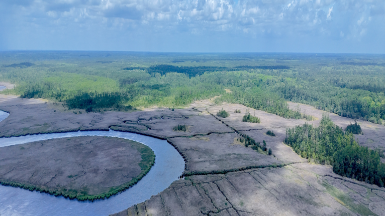 Beaufort County’s plan to spend $42M for unspoiled Bluffton forest sparks debate