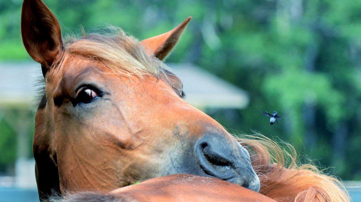 A horse reaches around to shoo a fly off its back at Sea Pines' in Lawton Stables on Aug. 1 on Hilton Head Island.