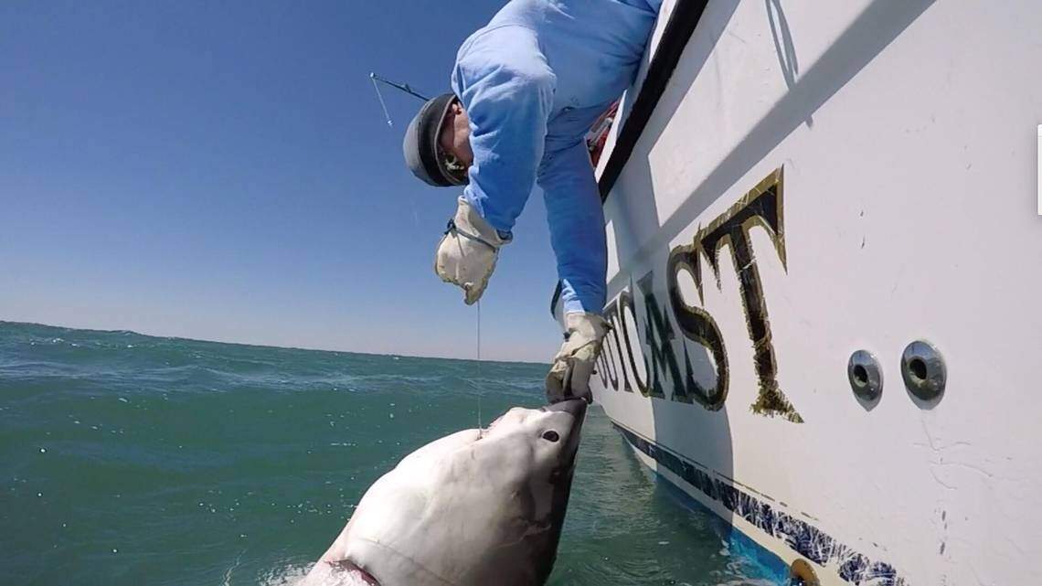 Hilton Head man has hooked more than 25 great white sharks. Here’s how he learned to do it