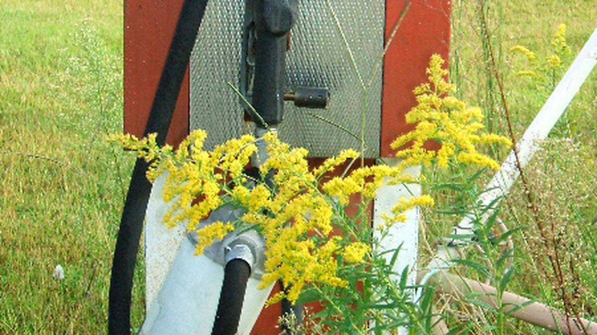Goldenrod and ragweed bloom side-by-side alongside an abandoned gas pump in an open field.”
