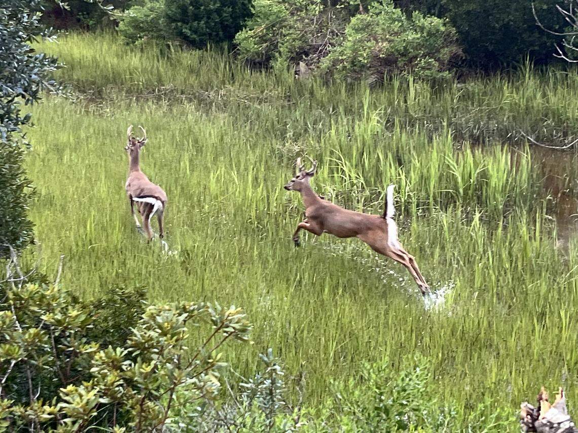 Two young bucks scamper through the marsh along the Spanish Moss Trail, where seeing wildlife on the land or in the water is always possible.