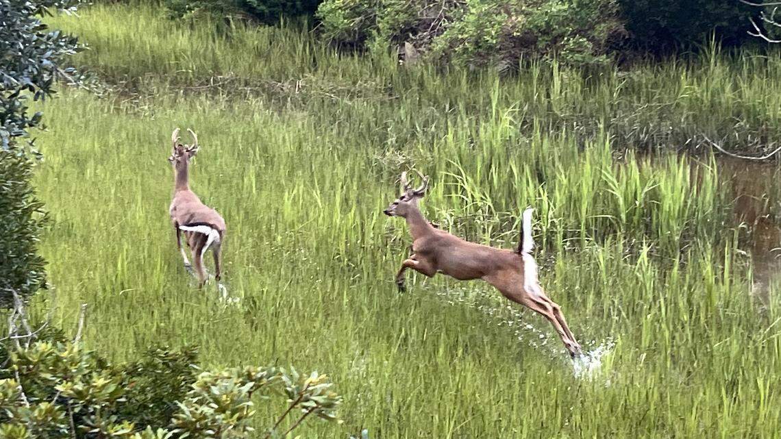 Deer culling divides Bluffton neighborhood: ‘It’s like a slaughter’