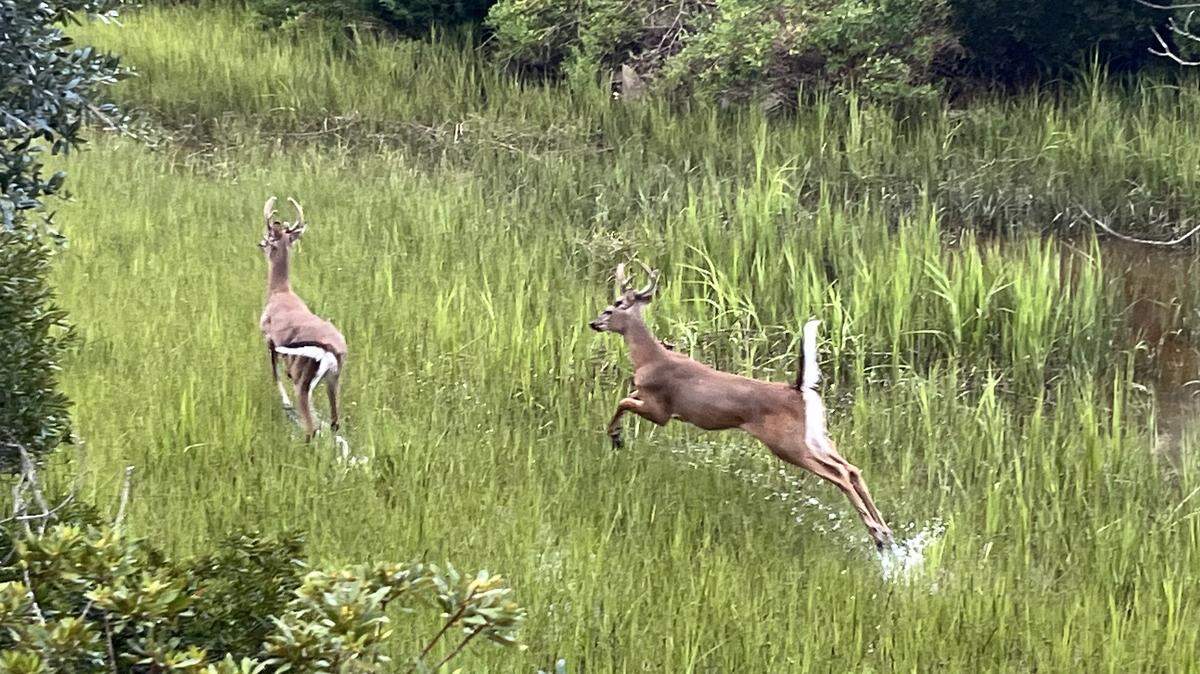 Two young bucks scamper through the marsh along the Spanish Moss Trail. The Bluffton community of Rose Hill is at odds over the culling of 141 deer.