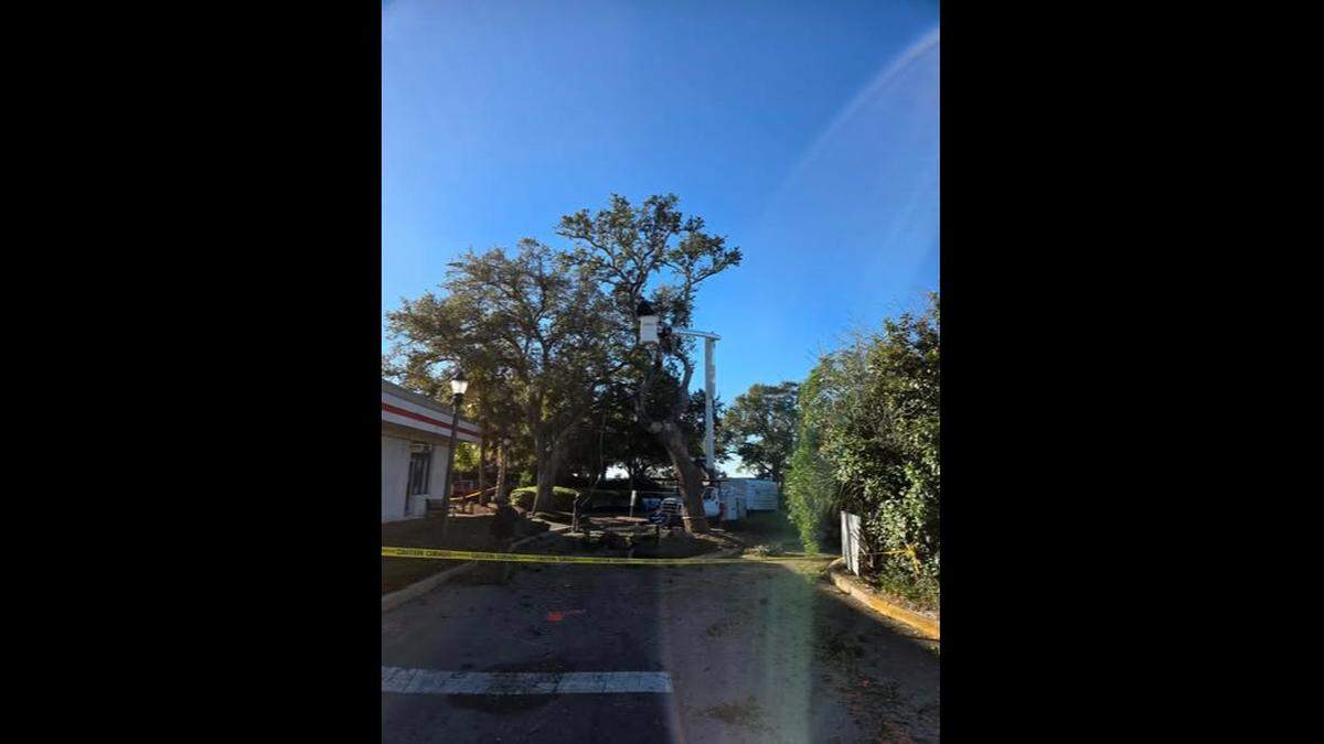 The removal of this live oak at the entrance to the Beaufort marina and Waterfront Park did not sit well with residents, but city officials said it needed to be removed because it was in the path of a new stormwater drainage pipe.