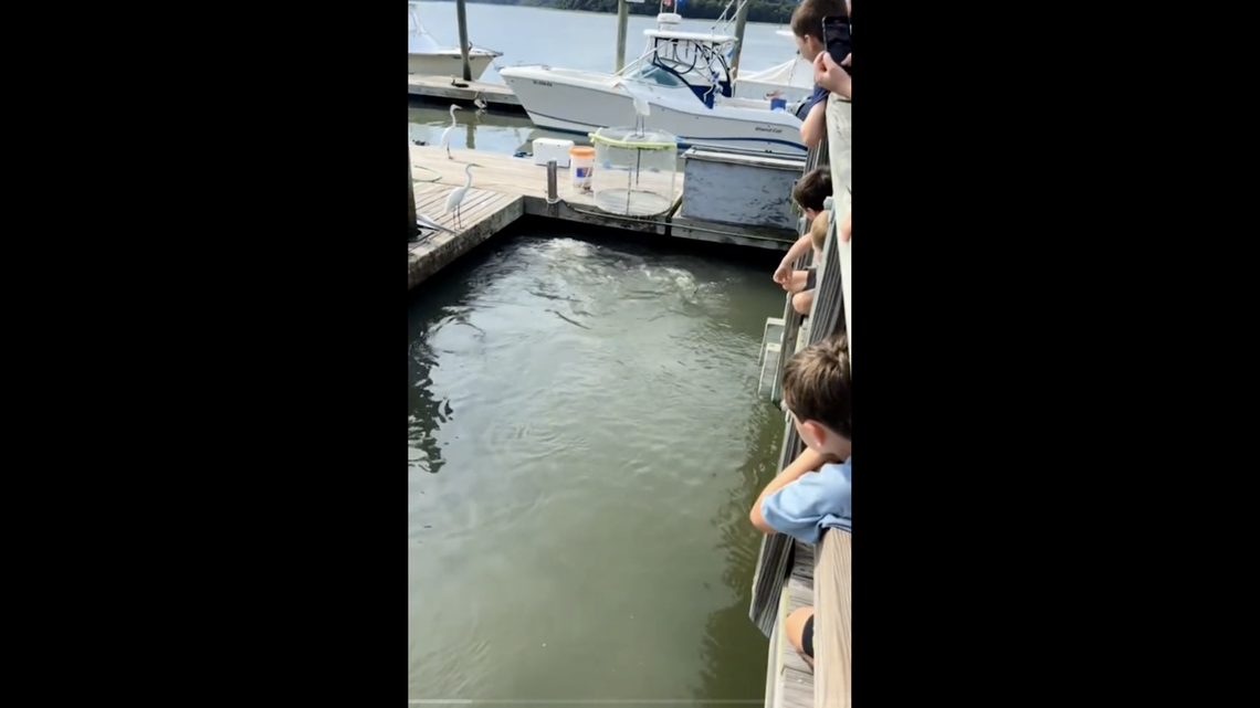 Sharks swim with alligator in wild SC video. See for yourself