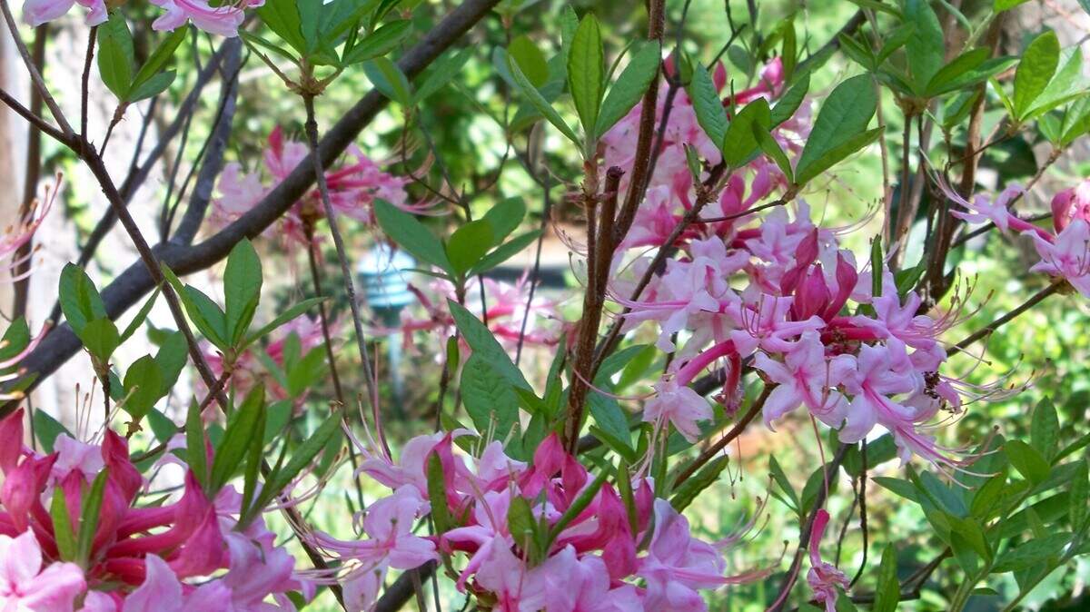 This native Piedmont azalea flowers in early April.