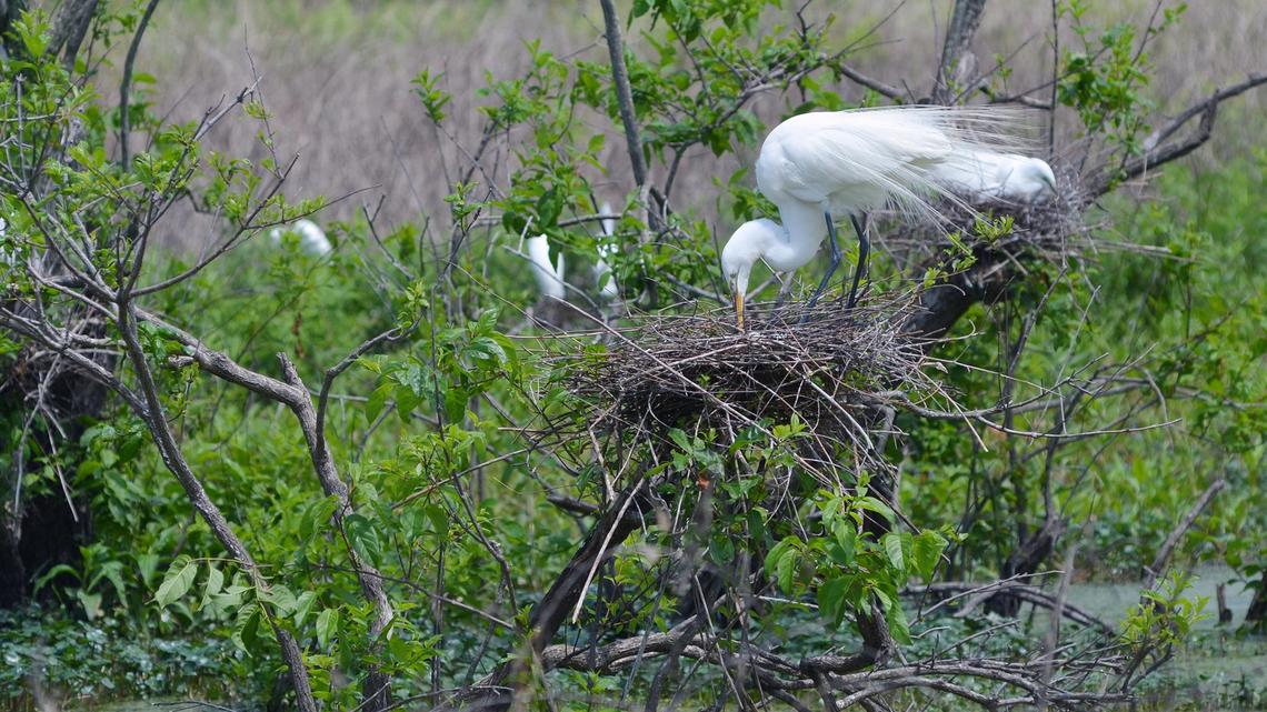 Crisis for birds is our crisis: Things you can do to help in the SC Lowcountry