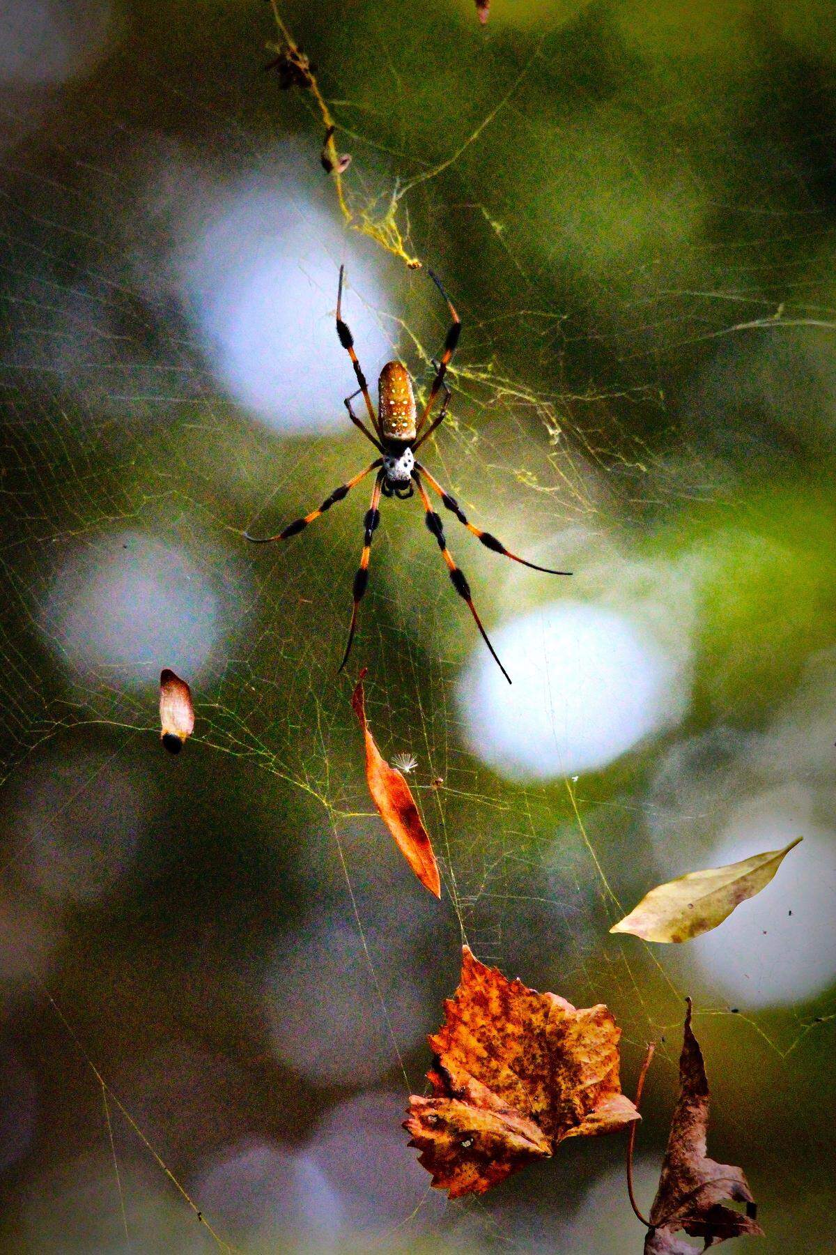 Golden silk orb-weavers, also known as banana spiders, spin thick, durable webs. This one caught and held several leaves.