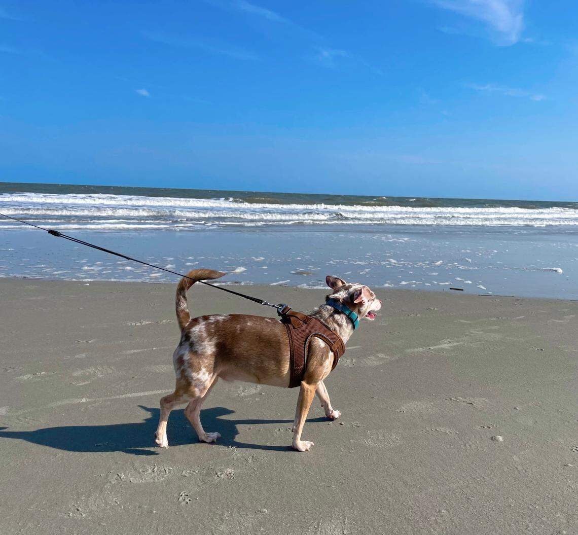 Local dog enjoying Driessen Beach on Hilton Head Island SC.