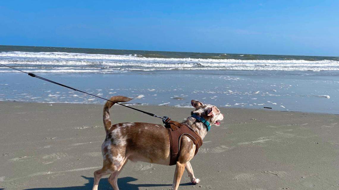 Want to bring your dog to a Hilton Head Island beach? Here are all the rules to follow