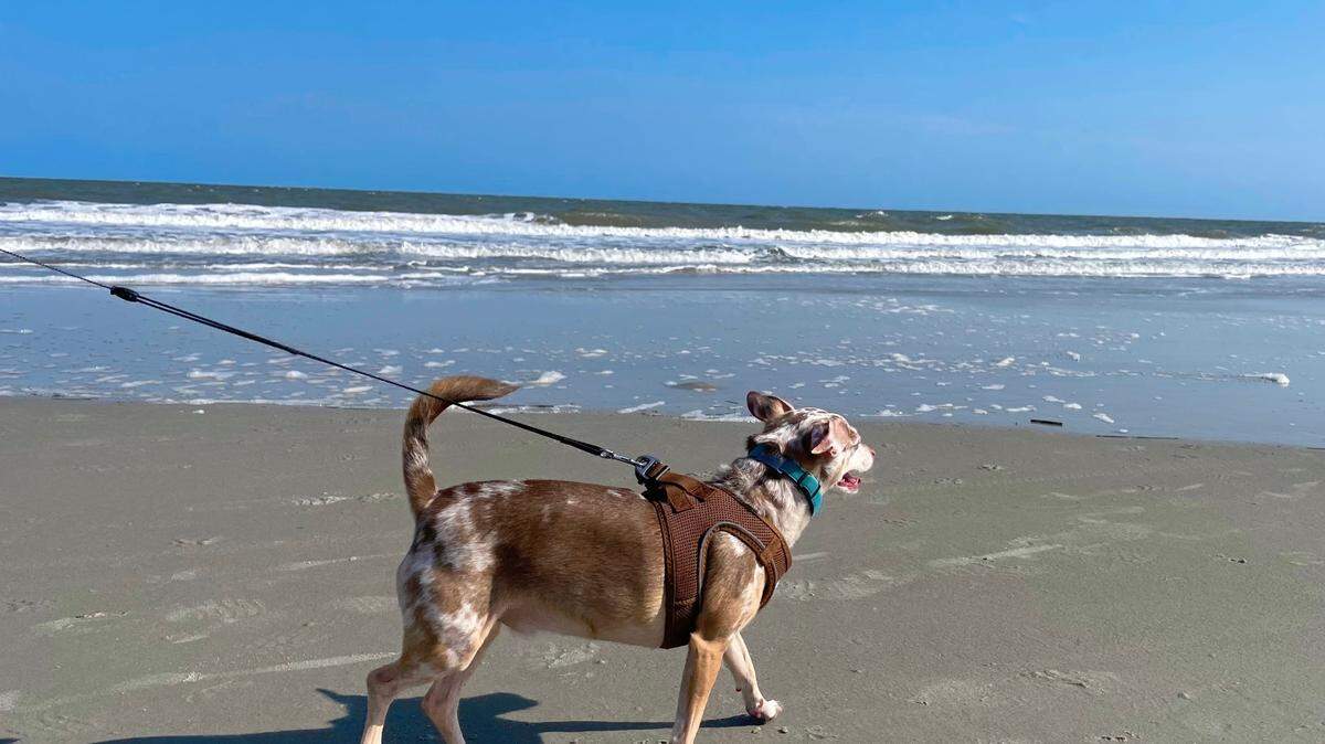Local dog enjoying Driessen Beach on Hilton Head Island SC.