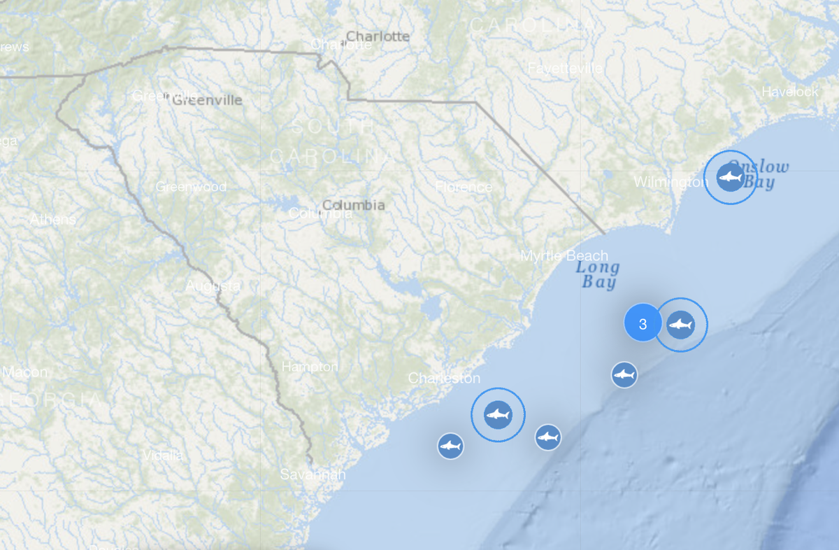 This screenshot of OCEARCH’s shark tracker shows all the great white sharks that are gathered off South Carolina’s coast as of Jan. 7.