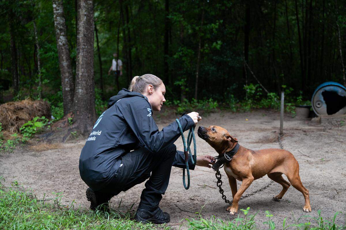 Humane World for Animals assists with the rescue of dogs from a suspected dogfighting operation on Monday, Aug. 11, 2025 in Seabrook, South Carolina. State police arrested 54-year-old Beaufort County resident Spencer Moultrie on charges of dogfighting and animal cruelty after searching his property.
