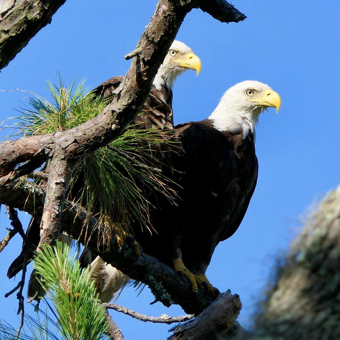 A photograph taken by Tom Schmitz of two Bald Eagles on his property.