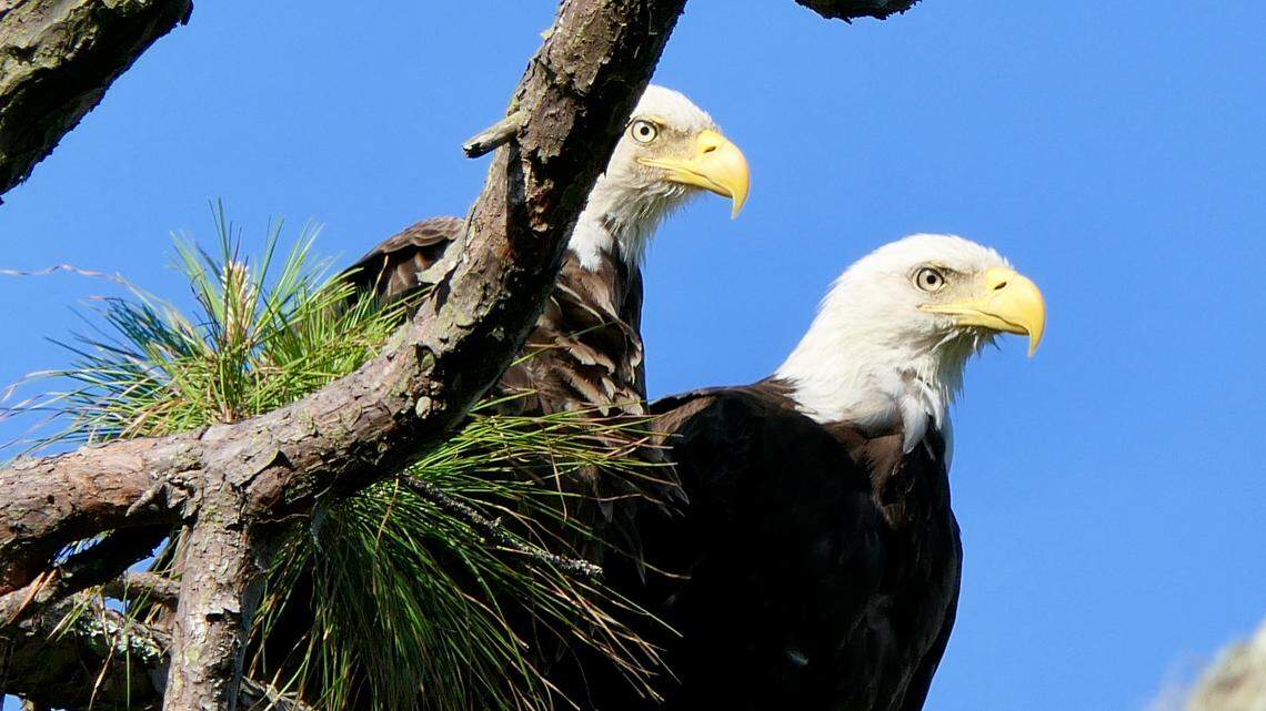 Winter is a key time to spot wildlife in coastal South Carolina. Here’s what to look for