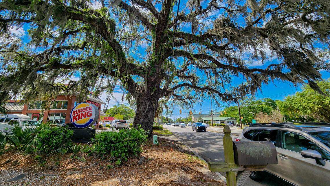 This live oak photographed on April 18, 2025, is just feet from Ribaut Road and has been growing for an estimated 200 years in Beaufort. A local tree expert, Michael Murphy with Preservation Tree Care - a division of Bartlett Tree Experts, says the tree is in good condition, surviving the widening of Ribaut Road and the areas commercial development.