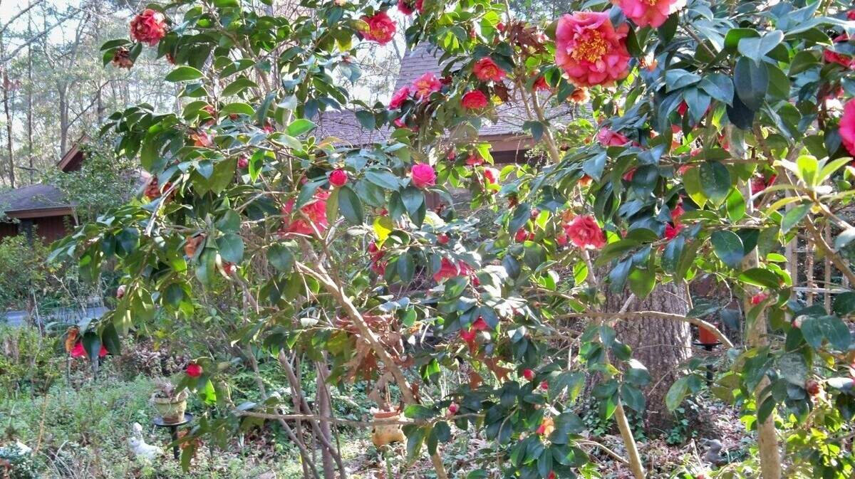 These camellias are shown during the recent cold snap.