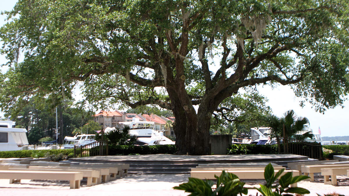 The Liberty Oak as seen on Friday, July 10 at Harbour Town in Sea Pines on Hilton Head Island.