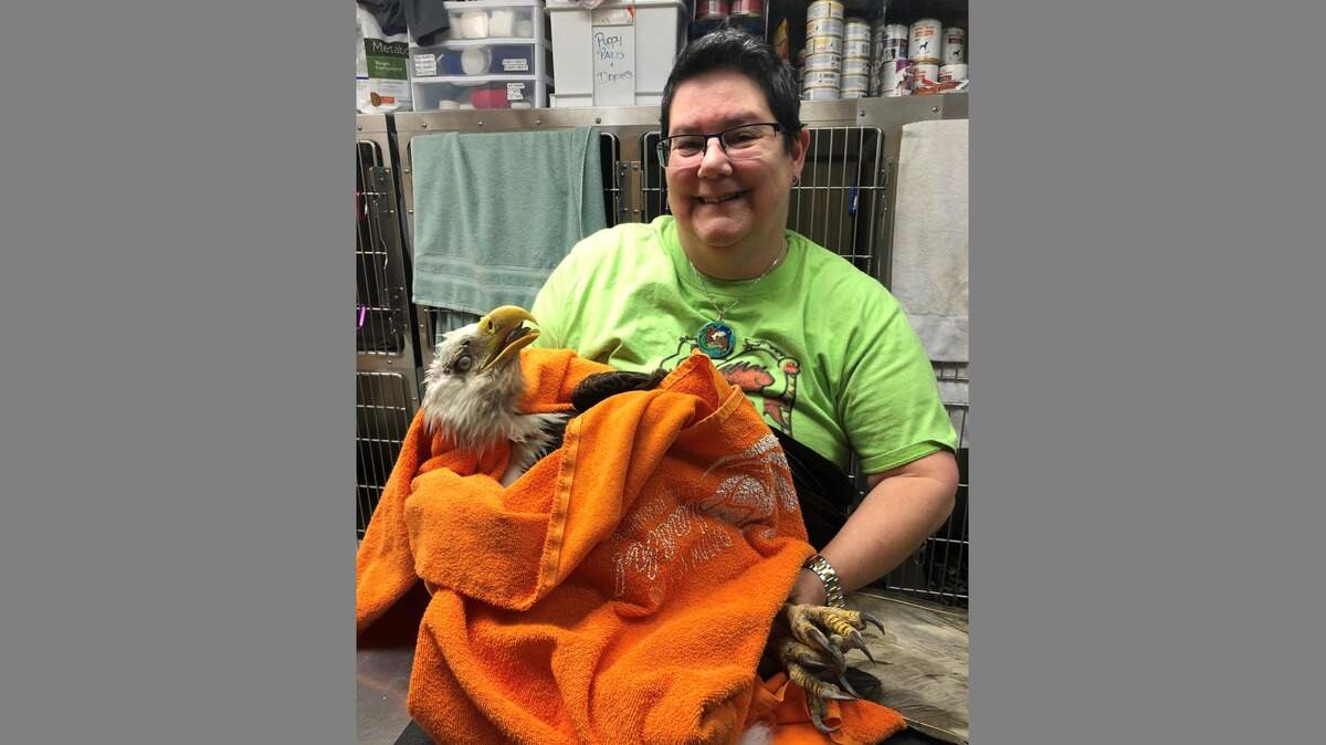 Marikay Campbell of the Port Royal Veterinary Hospital holds a bald eagle with a fractured wing.