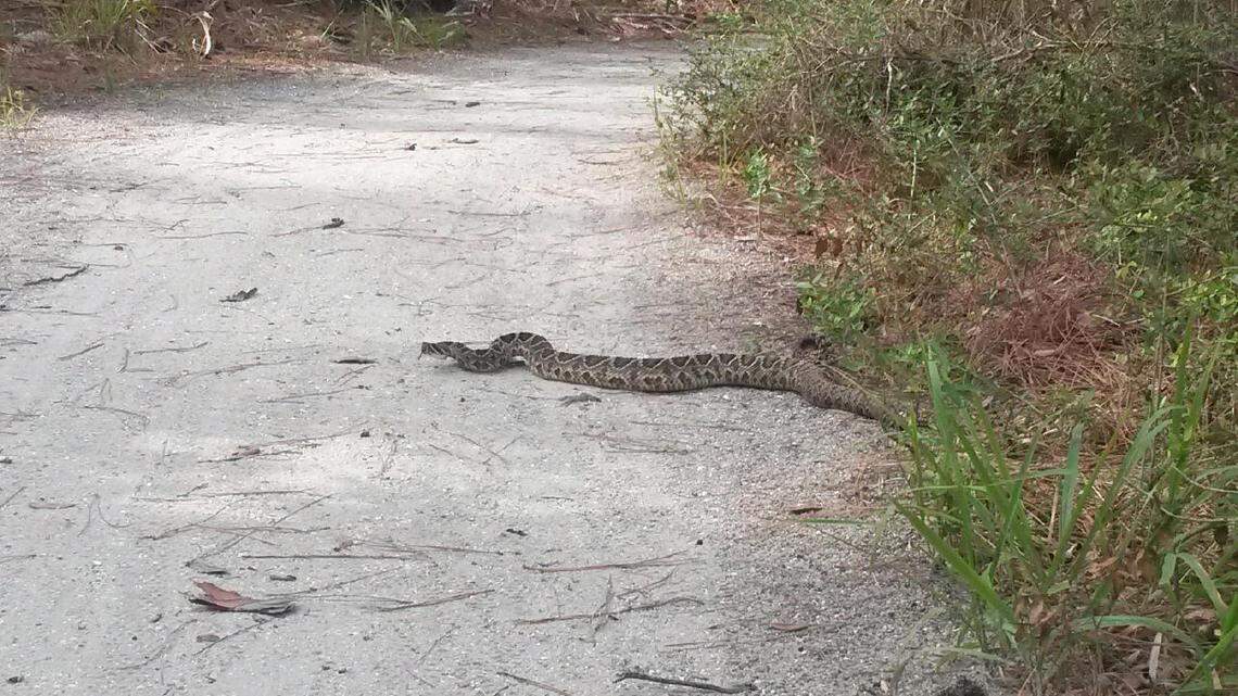 ‎Duane Langlie‎  was biking on Hunting Island on June 6, 2018, when he came across a 5-foot-long eastern diamondback rattlesnake.