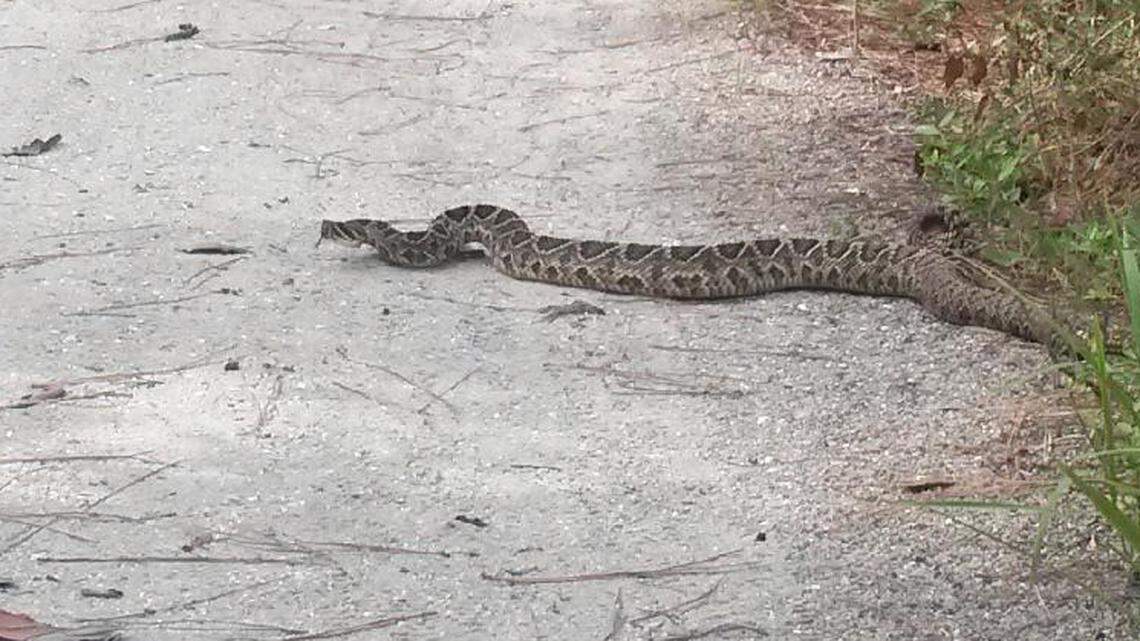 ‎Duane Langlie‎  was biking on Hunting Island on June 6, 2018, when he came across a 5-foot-long eastern diamondback rattlesnake.